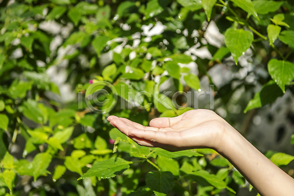 신체부위 JPG 아웃포커스 포토 ESG 모션 비즈니스 사회(공동체) 손 손들기 야외 잎 자연 주간 친환경 컨셉 풀(식물)