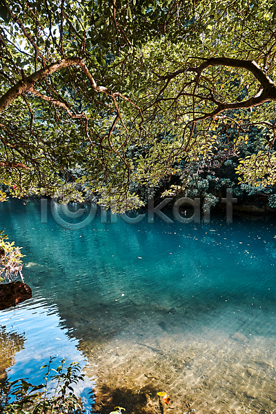 깨끗함 사람없음 JPG 포토 나무 나뭇가지 맑음 야외 에메랄드색 자연 제주도 주간 호수