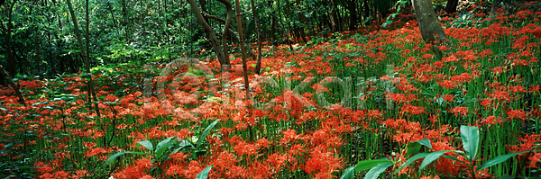 사람없음 JPG 포토 가을(계절) 가을꽃 꽃밭 석산꽃 숲 야외 자연 주간 풍경(경치)