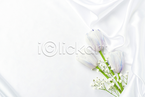 사람없음 JPG 포토 하이앵글 백그라운드 스튜디오촬영 실내 실크 안개꽃 주름 질감 카피스페이스 튤립 흰배경 흰색