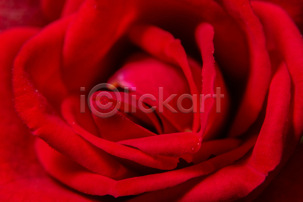 사람없음 JPG 근접촬영 포토 해외이미지 꽃 백그라운드 빨간색 자연 장미