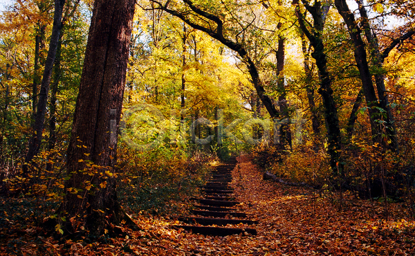 사람없음 JPG 포토 해외이미지 가을(계절) 계단 단풍 단풍나무 산속 야외 주간 풍경(경치)