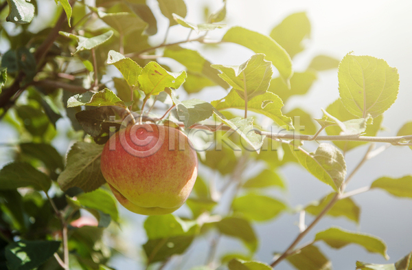 사람없음 JPG 아웃포커스 포토 해외이미지 과일 사과 사과나무 야외 주간