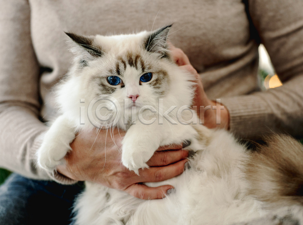 귀여움 함께함 성인 성인여자한명만 여자 한명 JPG 앞모습 포토 해외이미지 고양이 반려동물 반려묘 상반신 실내 쓰다듬기 한마리