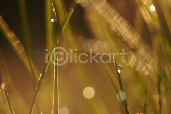 사람없음 JPG 아웃포커스 포토 해외이미지 빗방울 빛망울 야외 젖음 주간 풀(식물)