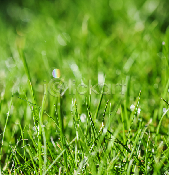 사람없음 JPG 아웃포커스 포토 해외이미지 물방울 빗방울 빛망울 야외 잔디 주간 초원(자연)
