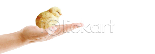 달콤 부드러움 축하 행복 사람없음 아기 JPG 포토 해외이미지 계절 고립 깃털 껍질 날개 노란색 농장 동물 둥지 반려동물 밭일 백그라운드 병아리 봄 부리 부활절계란 솜털 신생아 암탉 자연 작음 장식 조류 치킨 컬러풀 털 토끼 해외포토 휴가 흰색