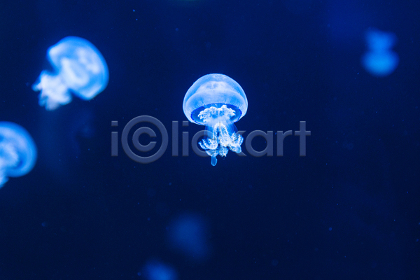 사람없음 JPG 아웃포커스 포토 해외이미지 바닷속 수중동물 자포동물 작음 파란색 한마리 해파리