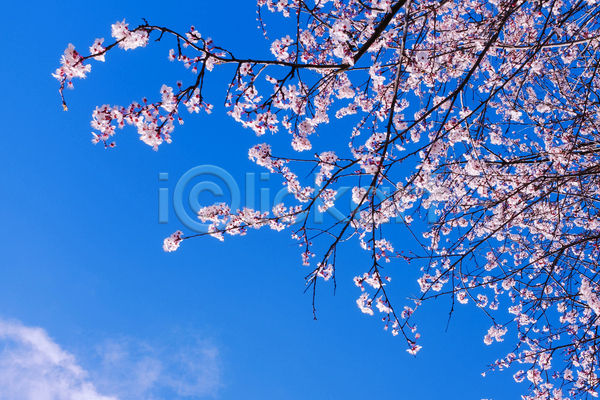 사람없음 JPG 포토 해외이미지 벚꽃 벚나무 봄 봄꽃 야외 자연 주간 풍경(경치) 하늘