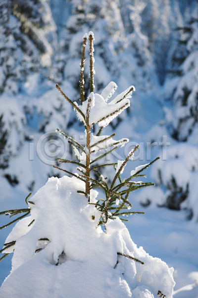 사람없음 JPG 아웃포커스 포토 해외이미지 겨울 겨울풍경 나뭇가지 눈(날씨) 눈덮임 상고대 야외 주간 풍경(경치)
