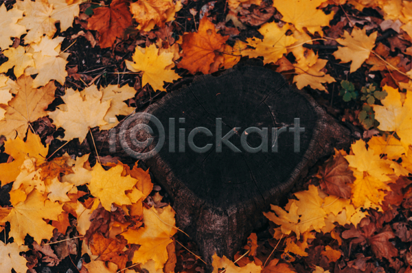 사람없음 JPG 포토 해외이미지 가을(계절) 낙엽 단풍 백그라운드 원형 주황색 프레임