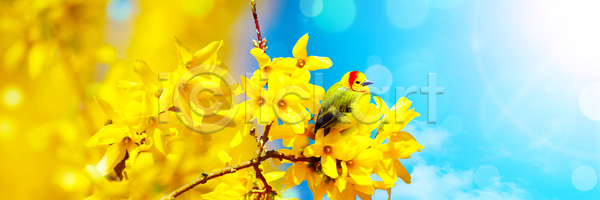 사람없음 JPG 포토 해외이미지 검은색 계절 공원 깃털 꽃 나무 나뭇가지 날개 내추럴 노란색 동물 목재 백그라운드 벚꽃 봄 부리 숲 앉기 야생동물 여름 자연 작음 정원 조류 초록색 컬러풀 큼 파란색 해외포토 환경 황무지