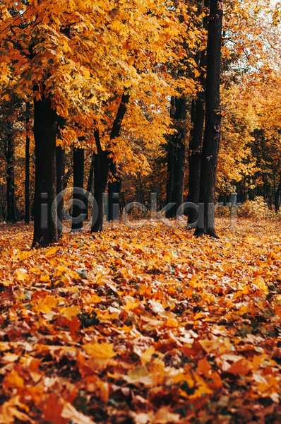 사람없음 JPG 포토 해외이미지 가을(계절) 낙엽 단풍나무 백그라운드 숲 야외 주황색 풍경(경치)