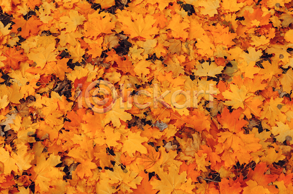 사람없음 JPG 포토 해외이미지 가을(계절) 나뭇가지 낙엽 단풍 백그라운드 주황색 풍경(경치)