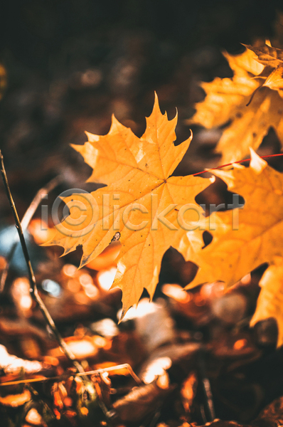 사람없음 JPG 포토 해외이미지 가을(계절) 나뭇가지 단풍 백그라운드 야외 주황색 풍경(경치) 햇빛