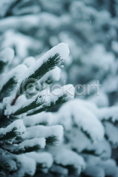 사람없음 JPG 아웃포커스 포토 해외이미지 겨울 겨울풍경 나뭇가지 눈(날씨) 상고대 야외 주간 풍경(경치)