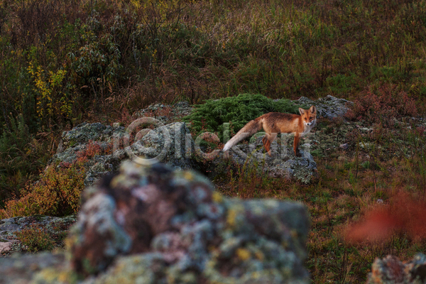 사람없음 JPG 소프트포커스 포토 해외이미지 가을(계절) 가을풍경 바위(돌) 붉은여우 야외 여우 자연 주간 풍경(경치) 한마리