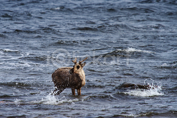 사람없음 JPG 포토 해외이미지 강 걷기 사슴 서기 순록 야생동물 야외 젖음 주간 캐나다