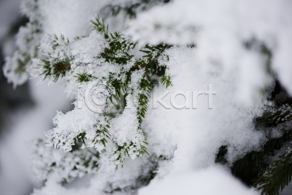 사람없음 JPG 근접촬영 소프트포커스 아웃포커스 포토 해외이미지 겨울 겨울풍경 나뭇가지 눈(날씨) 상고대 야외 주간 풍경(경치)