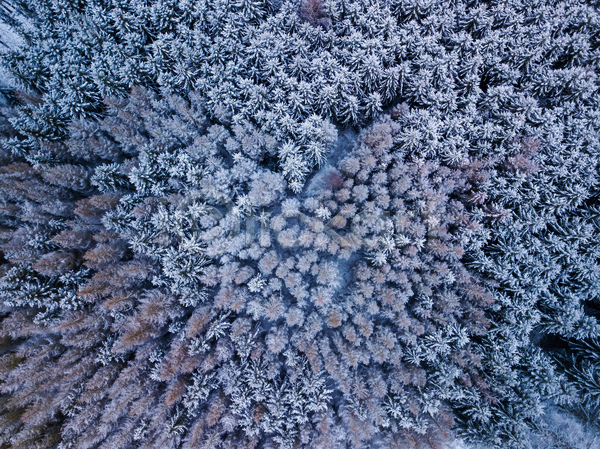사람없음 JPG 포토 항공촬영 해외이미지 겨울 나무 눈내림 눈덮임 백그라운드 산악지대 숲 야외 조감도 체코 풍경(경치)