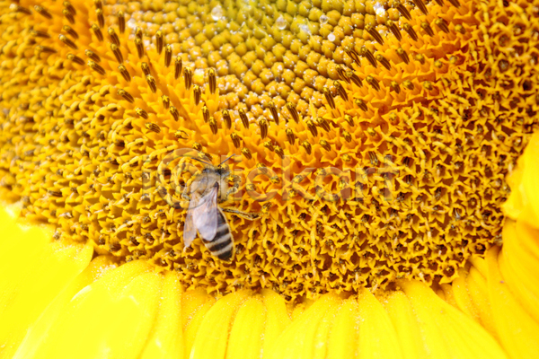 사람없음 JPG 근접촬영 포토 해외이미지 노란색 벌(곤충) 한마리 해바라기