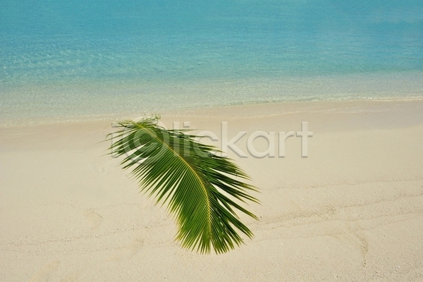 사람없음 JPG 포토 해외이미지 야외 야자수잎 여름(계절) 여름풍경 주간 한개 해변 휴양지