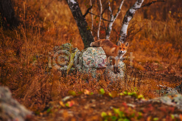 사람없음 JPG 포토 해외이미지 가을(계절) 가을풍경 바위(돌) 붉은여우 야외 여우 자연 주간 주황색 풀(식물) 풍경(경치) 한마리