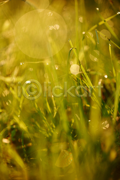 사람없음 JPG 소프트포커스 아웃포커스 포토 해외이미지 빗방울 빛망울 야외 잔디 주간 초원(자연)