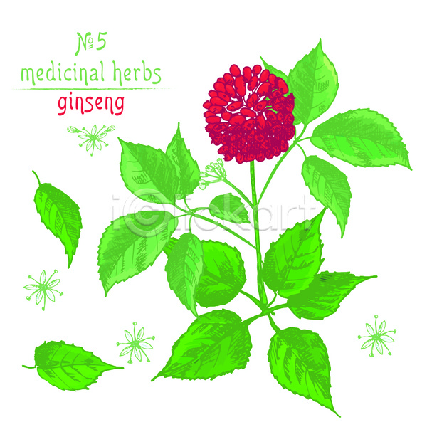 사람없음 JPG 포토 해외이미지 빨간색 손그림 스케치 열매 인삼꽃 잎 초록색