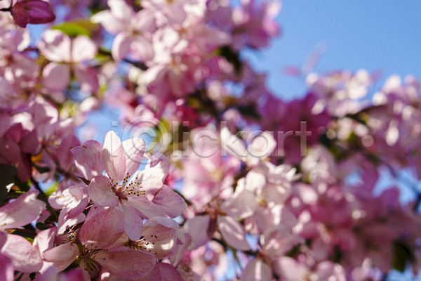 사람없음 JPG 아웃포커스 포토 해외이미지 벚꽃 봄 봄꽃 분홍색 야외 자연 주간 풍경(경치)