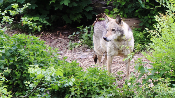 사람없음 JPG 포토 해외이미지 늑대 야생동물 야외 주간 풀(식물) 한마리