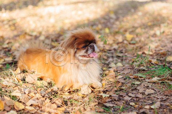 산책 사람없음 JPG 아웃포커스 포토 해외이미지 강아지 낙엽 반려견 반려동물 야외 엎드리기 주간 한마리