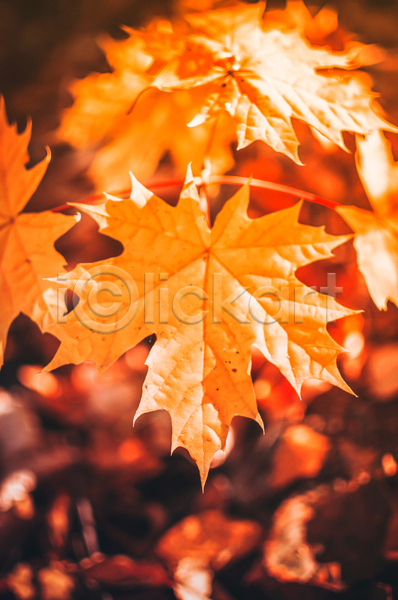 사람없음 JPG 포토 해외이미지 가을(계절) 단풍 백그라운드 야외 주황색