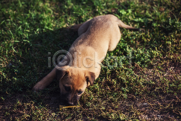 산책 휴식 사람없음 JPG 포토 해외이미지 강아지 눕기 반려견 반려동물 야외 엎드리기 잔디 주간 한마리
