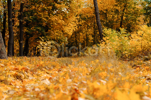 사람없음 JPG 포토 해외이미지 가을(계절) 낙엽 노란색 단풍나무 백그라운드 숲 야외 풀(식물) 풍경(경치)