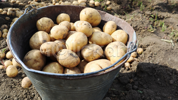 사람없음 JPG 포토 해외이미지 가득함 감자 농작물 담기 수확 야외 양동이 주간