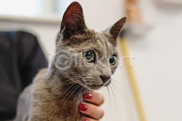 귀여움 신체부위 JPG 아웃포커스 포토 해외이미지 고양이 손 실내 애견미용 애견미용사 응시 한마리