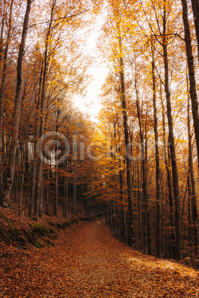 사람없음 JPG 포토 해외이미지 가을(계절) 공원 나무 숲 야외 오솔길 유럽 주간 포르투갈 풍경(경치) 햇빛