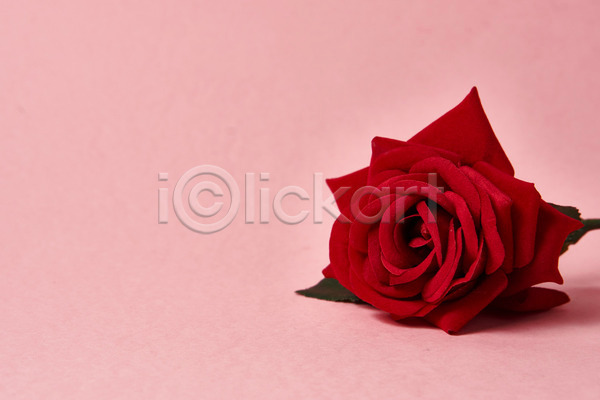 사람없음 JPG 근접촬영 포토 해외이미지 꽃 분홍색 빨간색 스튜디오촬영 장미