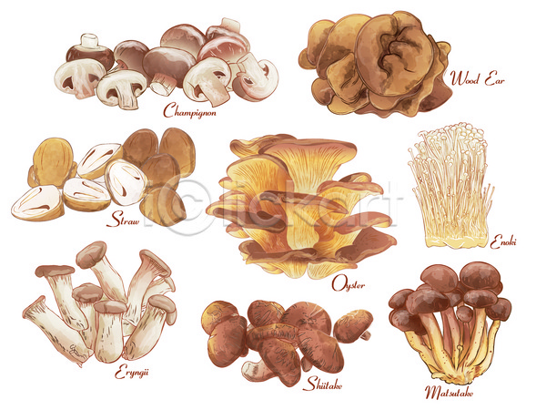 사람없음 JPG 일러스트 포토 해외이미지 갈색 그물버섯 다양 버섯 엘리먼트 종류 팽이버섯
