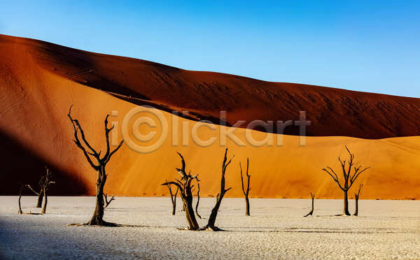 사람없음 JPG 포토 해외이미지 나미비아 모래언덕 사막 야외 주간 죽은나무 풍경(경치)