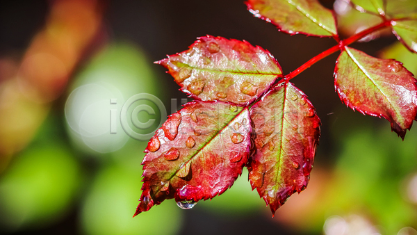 사람없음 JPG 근접촬영 아웃포커스 포토 해외이미지 낙엽 빗방울 야외 젖음 주간