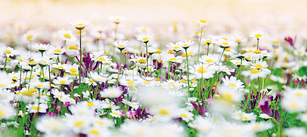 성장 신선 사람없음 JPG 포토 해외이미지 거베라 계절 공원 그림 꽃 꽃무늬 내추럴 닫기 데이지 들꽃 많음 밭 백그라운드 벚꽃 봄 식물 야외 여름 자연 잔디 정원 초록색 초원 추상 캐모마일 컬러풀 파노라마 풍경 해외202004 해외포토 환경 흰색