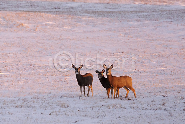 추위 사람없음 JPG 포토 해외이미지 겨울 동물 사냥 사슴 숲 야생동물 야외 자연 포유류 풍경(경치) 해외202004 황무지