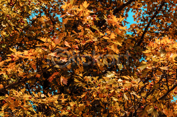 사람없음 JPG 포토 해외이미지 가을(계절) 공원 나무 나뭇가지 단풍 풍경(경치) 하늘