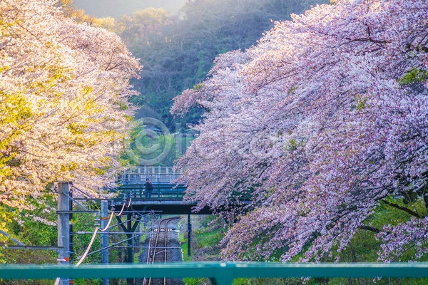 사람없음 JPG 포토 해외이미지 벚꽃 벚나무 봄 봄꽃 야외 일본 주간 풍경(경치)