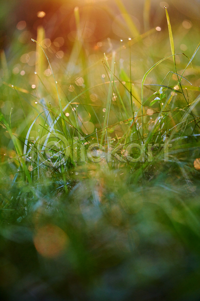 사람없음 JPG 소프트포커스 아웃포커스 포토 해외이미지 보케 빗방울 빛망울 야외 주간 풀(식물) 햇빛
