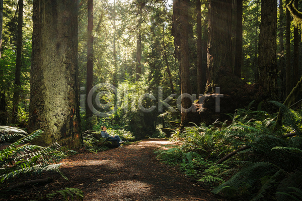 사람없음 JPG 포토 해외이미지 나무 삼림지대 야외 자연 주간 침엽수 풍경(경치) 햇빛