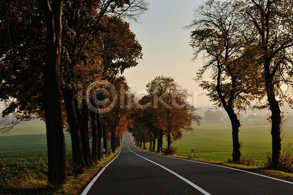 사람없음 JPG 포토 해외이미지 가을(계절) 공원 나무 도로 숲 야외 주간 풍경(경치)