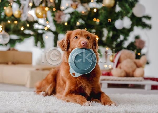 추위 사람없음 JPG 포토 해외이미지 강아지 겨울 리트리버 보케 선물상자 장식 카펫 크리스마스